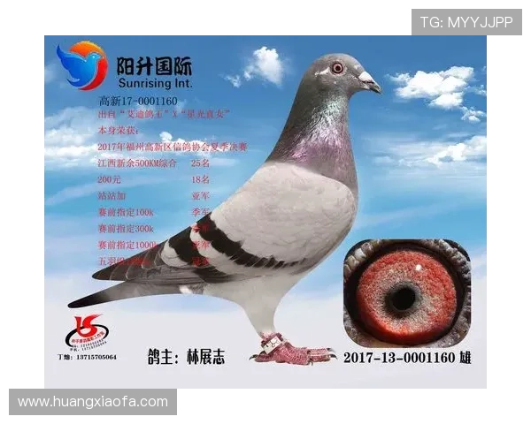 提升AG国际手机娱乐体验的实用技巧和方法让你在游戏中轻松取得胜利和收益 提升AG国际手机娱乐体验的实用技巧和方法让你在游戏中轻松取得胜利和收益